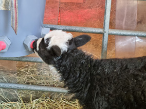 Lammbar 2-5-23 2.jpg